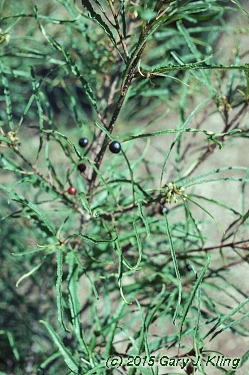 Rhamnus frangula 'Asplenifolia'
