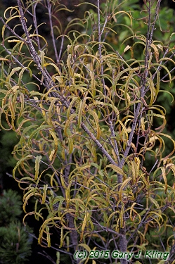 Rhamnus frangula 'Asplenifolia'