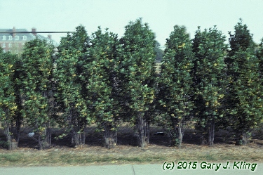 Rhamnus frangula 'Columnaris'