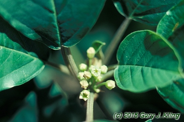 Rhamnus frangula 'Columnaris'