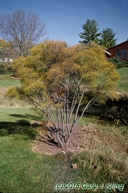 Rhamnus frangula 'Asplenifolia'