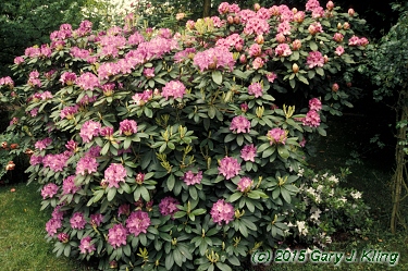 Rhododendron catawbiense