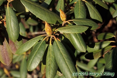 Rhododendron catawbiense