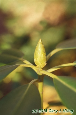 Rhododendron catawbiense