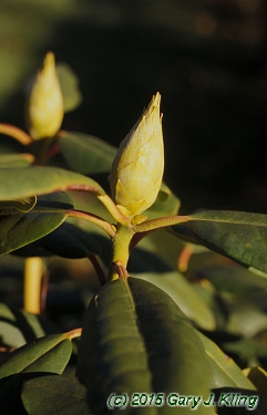 Rhododendron catawbiense