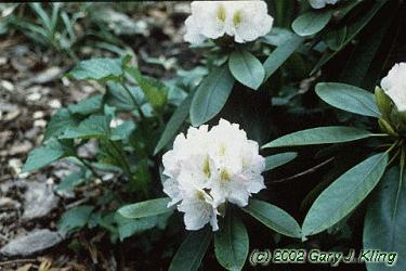 Rhododendron catawbiense