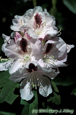 Rhododendron catawbiense
