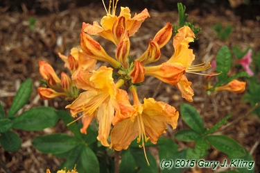 Rhododendron x 'Golden Lights'