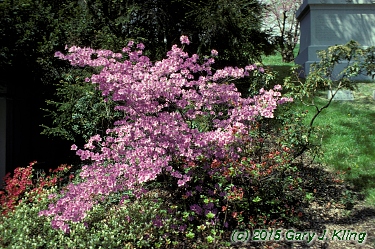 Rhododendron 'Karen's'