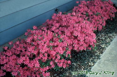 Rhododendron 'Karen's'