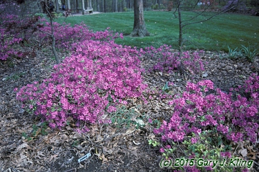 Rhododendron 'Karen's'