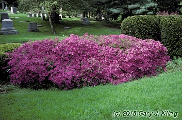 Rhododendron 'Karen's'