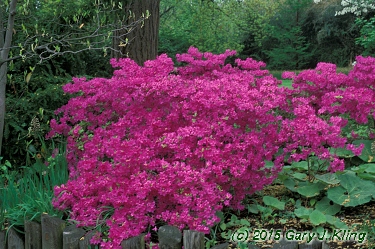 Rhododendron 'Karen's'