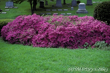 Rhododendron 'Karen's'