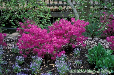 Rhododendron 'Karen's'