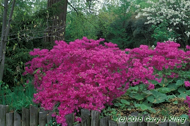 Rhododendron 'Karen's'