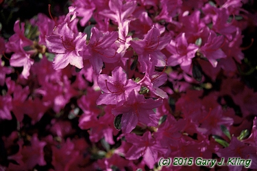 Rhododendron 'Karen's'