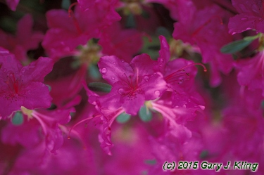 Rhododendron 'Karen's'