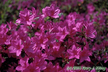 Rhododendron 'Karen's'