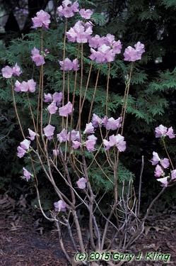 Rhododendron mucronulatum