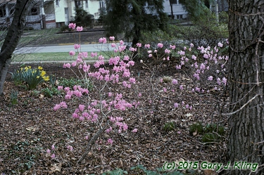 Rhododendron mucronulatum