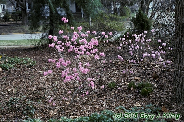 Rhododendron mucronulatum