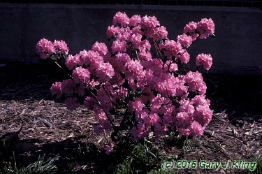 Rhododendron 'Olga Mezitt'