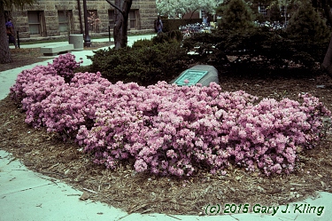 Rhododendron 'Olga Mezitt'