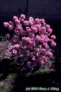 Rhododendron 'Olga Mezitt'