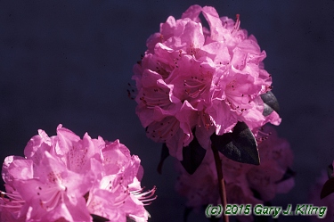 Rhododendron 'Olga Mezitt'