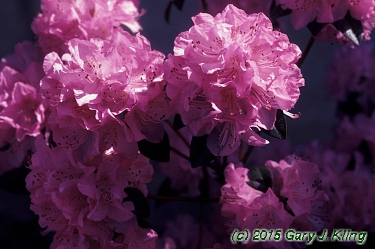 Rhododendron 'Olga Mezitt'