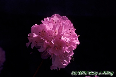 Rhododendron 'Olga Mezitt'