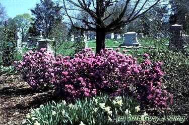 Rhododendron 'PJM'