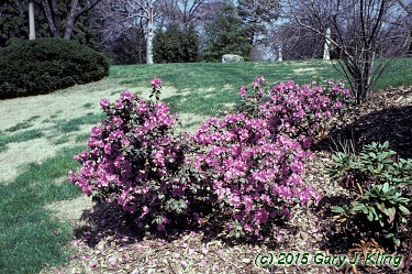 Rhododendron 'PJM'