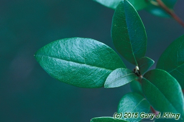 Rhododendron 'PJM'