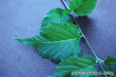 Rhodotypos scandens
