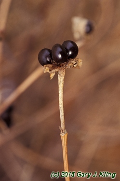 Rhodotypos scandens