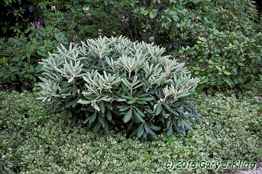 Rhododendron yakushimanum