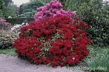 Rhododendron yakushimanum