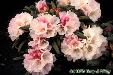 Rhododendron yakushimanum