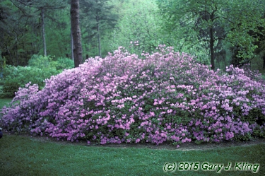 Rhododendron yedoense var. poukhanense