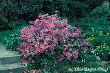 Rhododendron yedoense var. poukhanense
