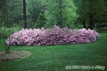 Rhododendron yedoense var. poukhanense