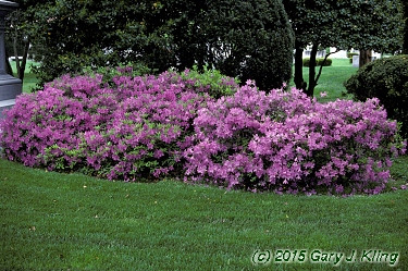 Rhododendron yedoense var. poukhanense