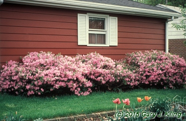 Rhododendron yedoense var. poukhanense