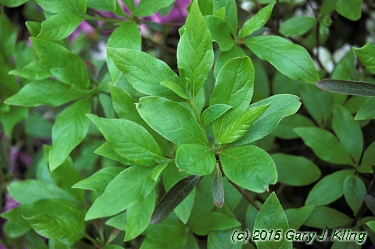 Rhododendron yedoense var. poukhanense