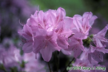 Rhododendron yedoense var. poukhanense