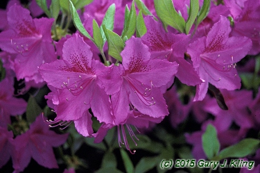 Rhododendron yedoense var. poukhanense