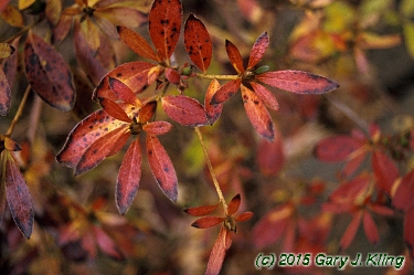 Rhododendron yedoense var. poukhanense