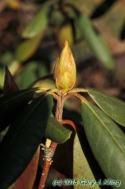Rhododendron catawbiense